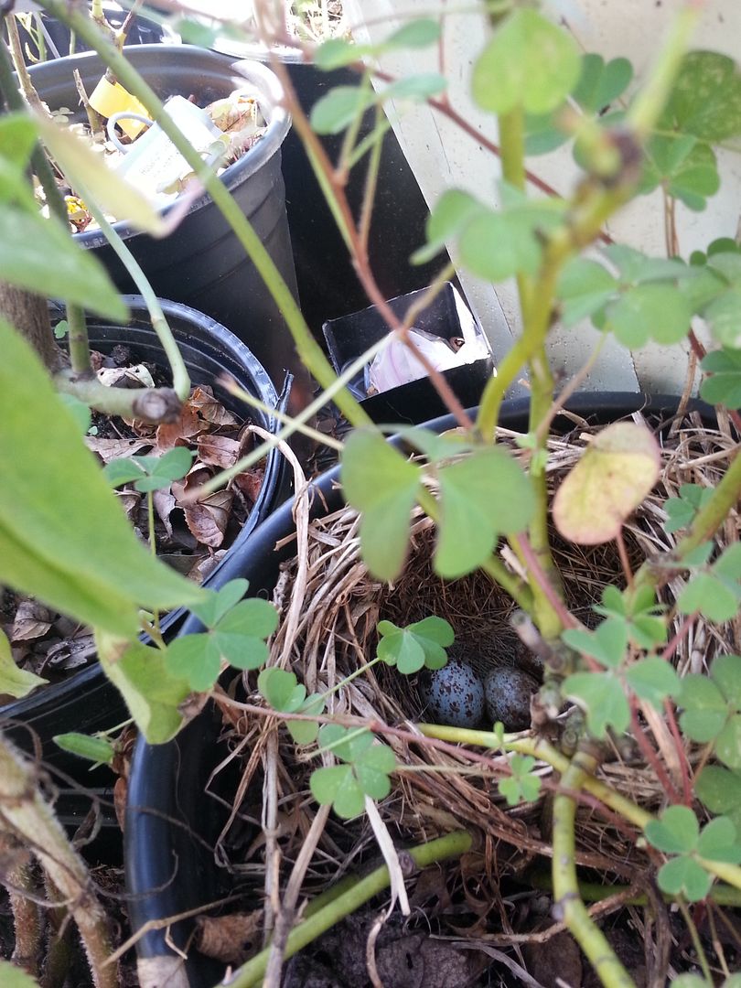  photo 20130622_165049_zps2ff92009.jpg